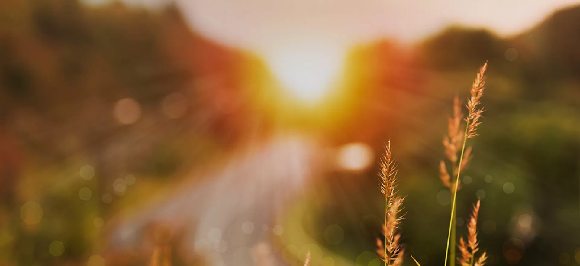 sunny field